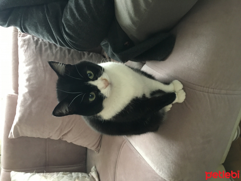 Tekir Kedi, Kedi  Boncuk fotoğrafı