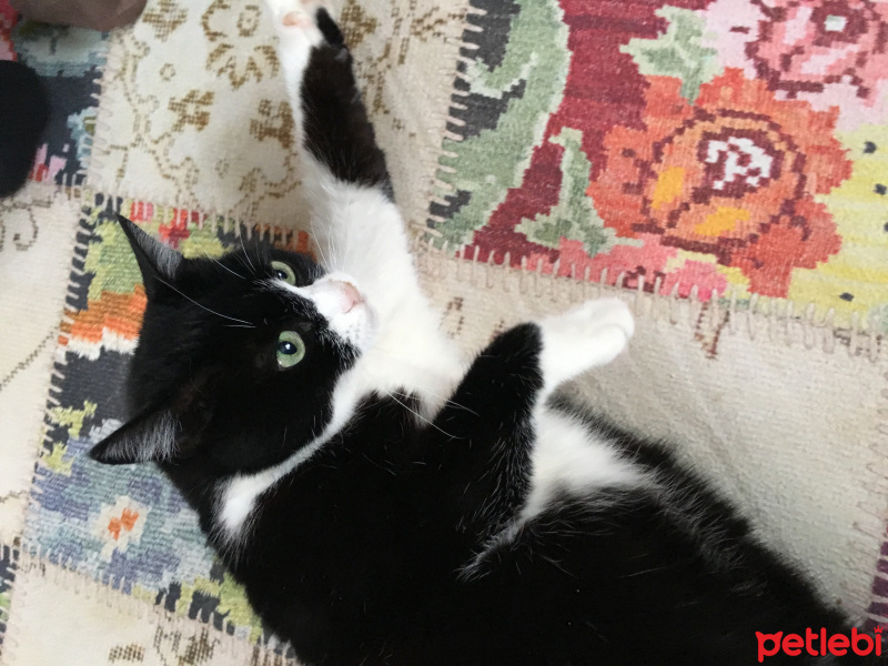 Tekir Kedi, Kedi  Boncuk fotoğrafı