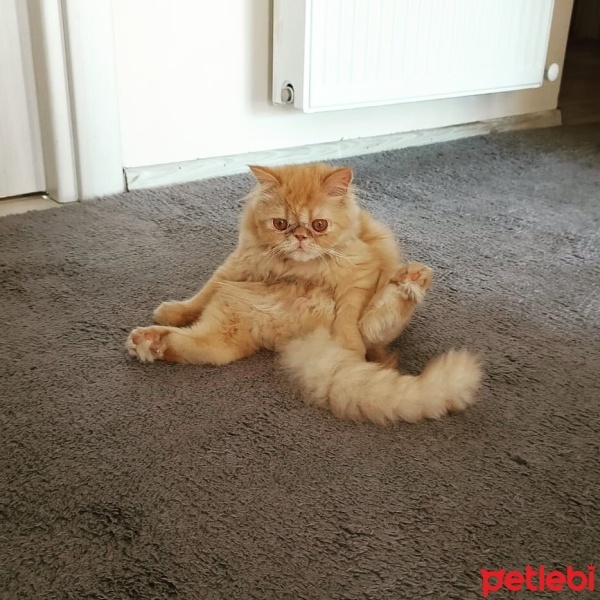 İran Kedisi (Persian), Kedi  Sushi fotoğrafı