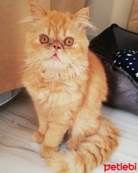 İran Kedisi (Persian), Kedi  Sushi fotoğrafı