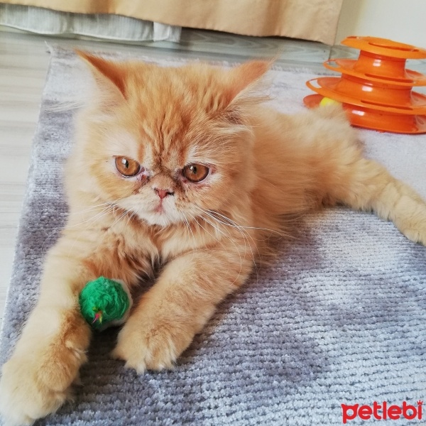 İran Kedisi (Persian), Kedi  Sushi fotoğrafı