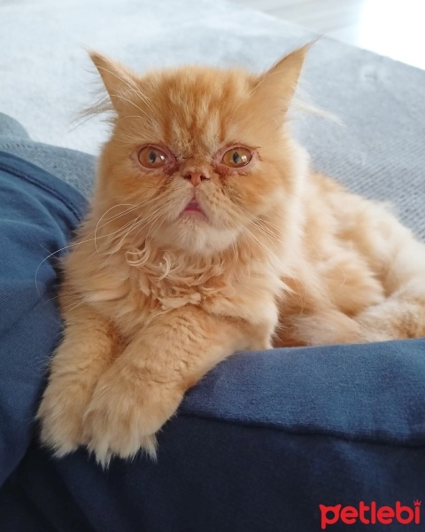 İran Kedisi (Persian), Kedi  Sushi fotoğrafı