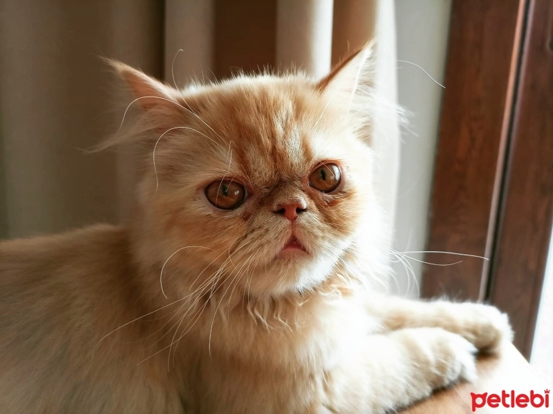İran Kedisi (Persian), Kedi  Sushi fotoğrafı