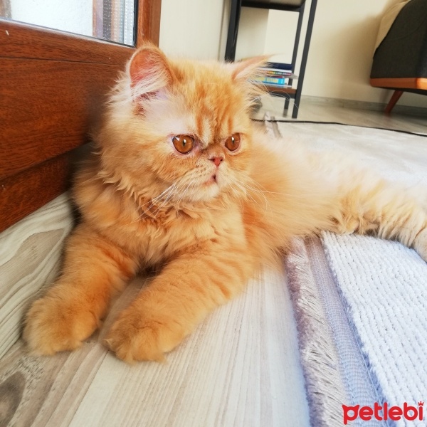 İran Kedisi (Persian), Kedi  Sushi fotoğrafı