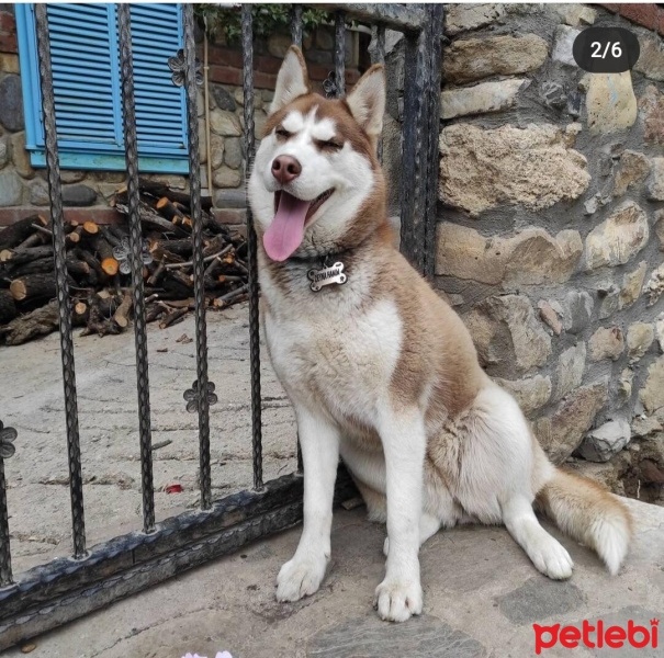 Sibirya Kurdu (Husky), Köpek  ZEYNA HANIM fotoğrafı