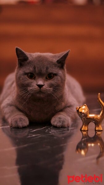 British Shorthair, Kedi  Pascal fotoğrafı