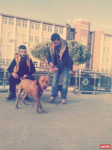 Rhodesian Ridgeback, Köpek  ase fotoğrafı