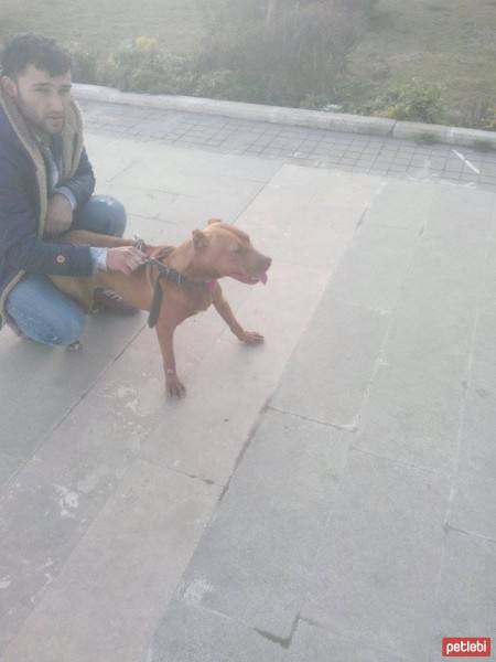 Rhodesian Ridgeback, Köpek  ase fotoğrafı