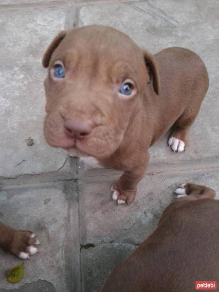 Rhodesian Ridgeback, Köpek  ase fotoğrafı