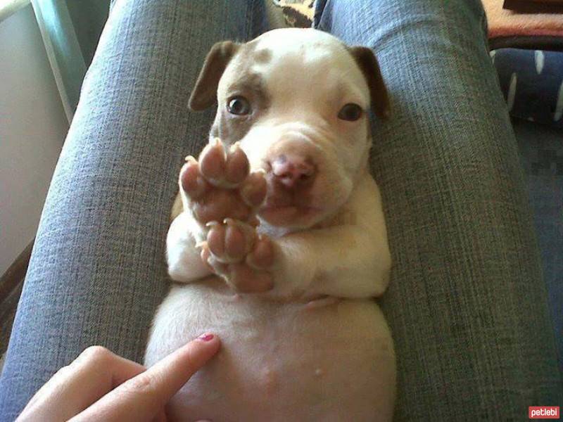 Rhodesian Ridgeback, Köpek  ase fotoğrafı