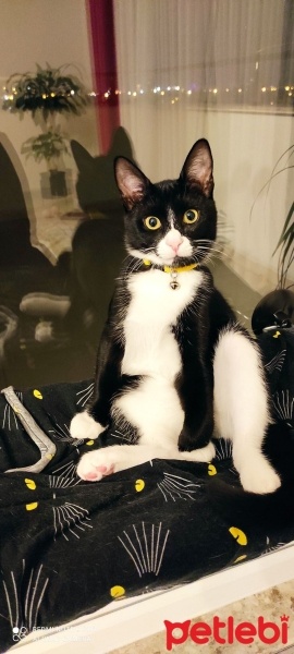 Tekir Kedi, Kedi  LUNA fotoğrafı