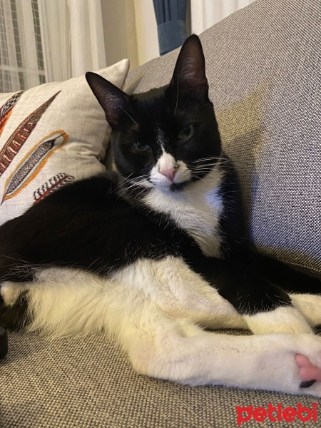 Tekir Kedi, Kedi  LUNA fotoğrafı