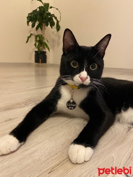 Tekir Kedi, Kedi  LUNA fotoğrafı
