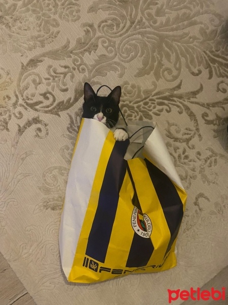 Tekir Kedi, Kedi  LUNA fotoğrafı