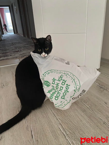 Tekir Kedi, Kedi  LUNA fotoğrafı