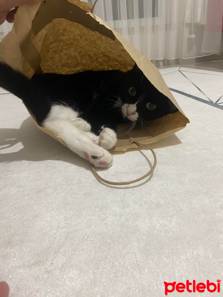 Tekir Kedi, Kedi  LUNA fotoğrafı