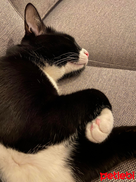 Tekir Kedi, Kedi  LUNA fotoğrafı