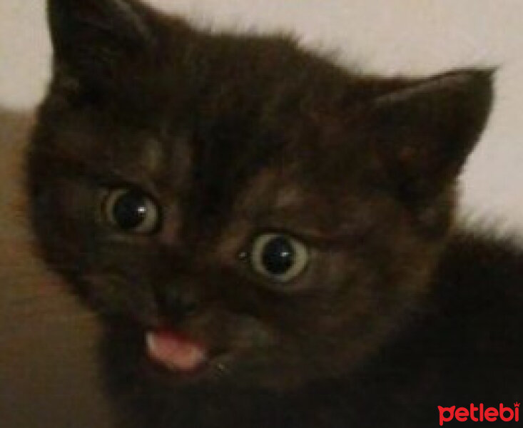 Scottish Fold, Kedi  Tarçın fotoğrafı