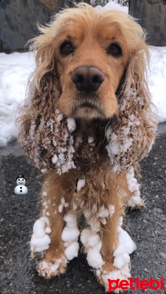 Amerikan Cocker Spaniel, Köpek  Odin fotoğrafı