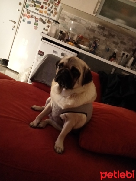 Pug, Köpek  DAISY fotoğrafı