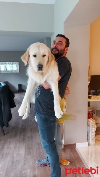 Labrador Retriever, Köpek  Yoda fotoğrafı