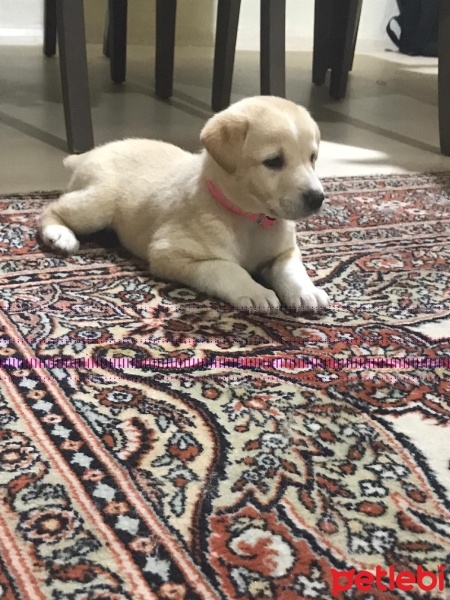 Golden Retriever, Köpek  Laika fotoğrafı