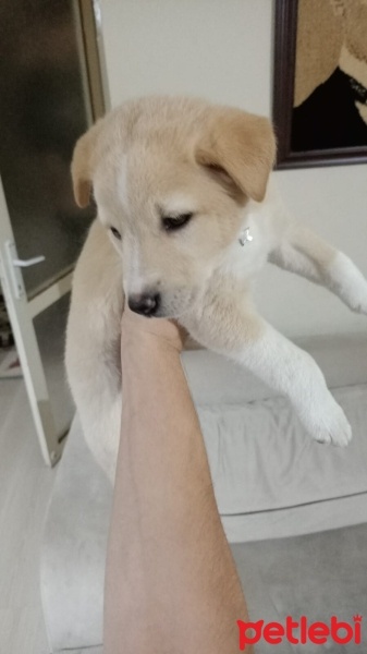 Golden Retriever, Köpek  Laika fotoğrafı