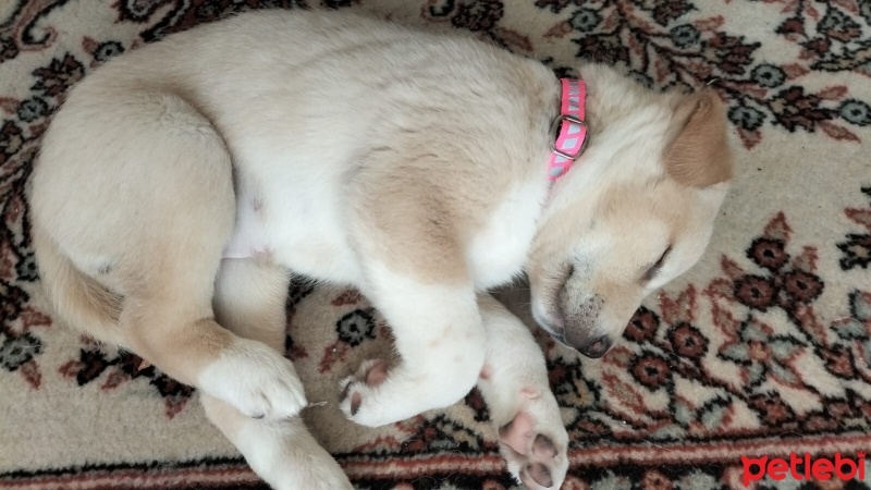 Golden Retriever, Köpek  Laika fotoğrafı