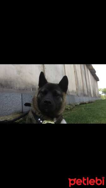 Akita İnu, Köpek  Hachi-ko fotoğrafı