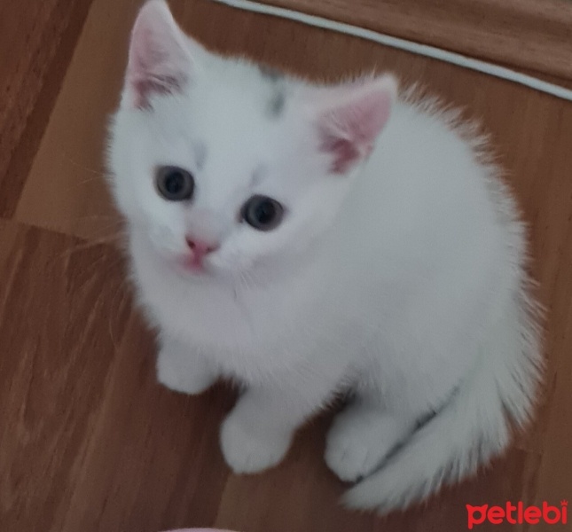 British Shorthair, Kedi  Pamuk fotoğrafı