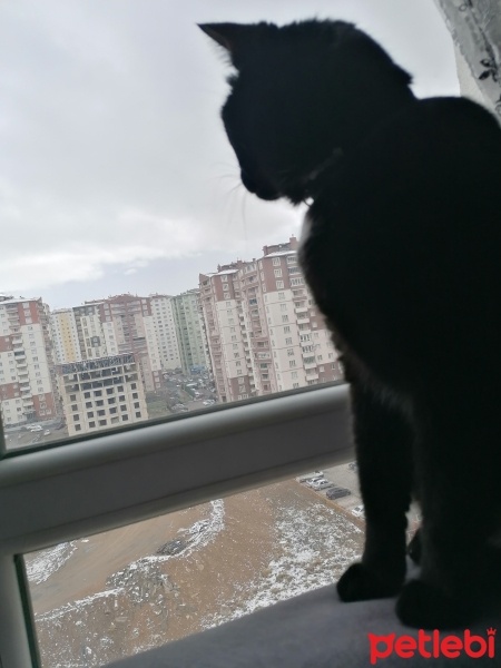 Bombay, Kedi  Zeytin fotoğrafı
