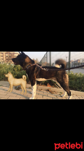 Akita İnu, Köpek  Chico (Çiko) fotoğrafı