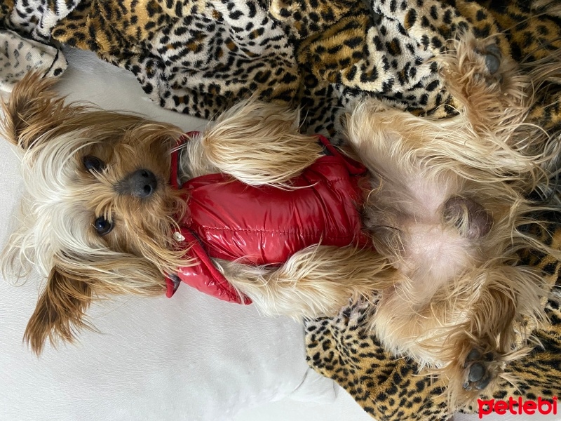 Yorkshire Terrier, Köpek  Zıp zıp fotoğrafı
