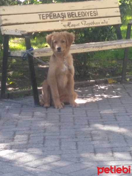 Golden Retriever, Köpek  Karmen fotoğrafı
