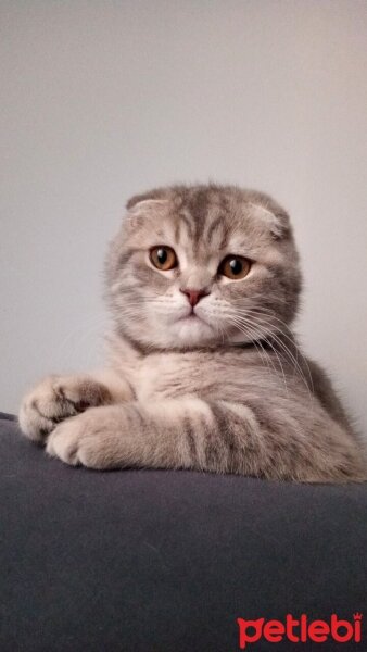 Scottish Fold, Kedi  Ares fotoğrafı