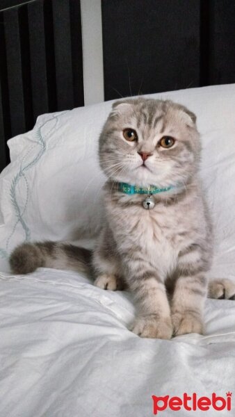 Scottish Fold, Kedi  Ares fotoğrafı