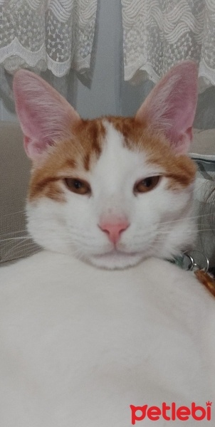 Tekir Kedi, Kedi  Limon fotoğrafı