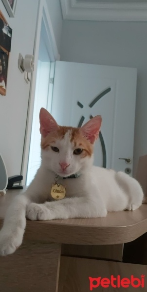 Tekir Kedi, Kedi  Limon fotoğrafı