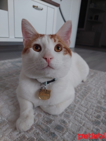 Tekir Kedi, Kedi  Limon fotoğrafı
