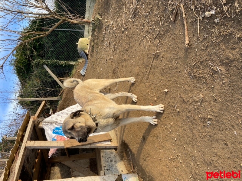 Kangal, Köpek  Paşa fotoğrafı