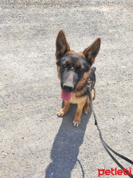 Alman Çoban Köpeği, Köpek  Kaptan fotoğrafı