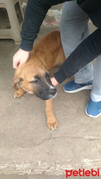 Boxer, Köpek  Boxer fotoğrafı