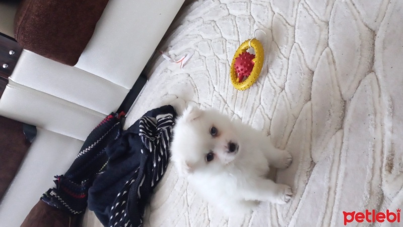 Pomeranyalı, Köpek  Zeus fotoğrafı