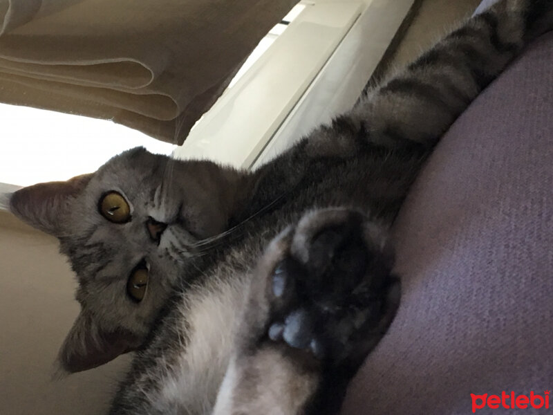 British Shorthair, Kedi  Yumak fotoğrafı