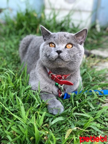 British Shorthair, Kedi  Dante fotoğrafı