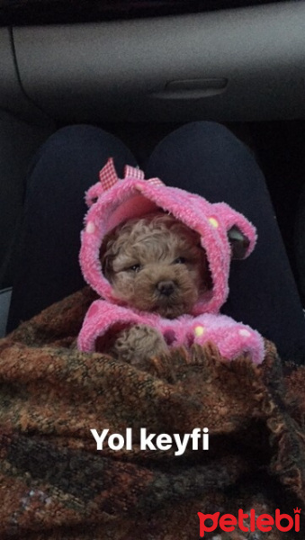 Poodle (Minyatür Kaniş), Köpek  Peanut fotoğrafı