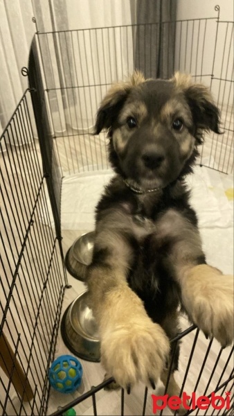 Kangal, Köpek  viski fotoğrafı