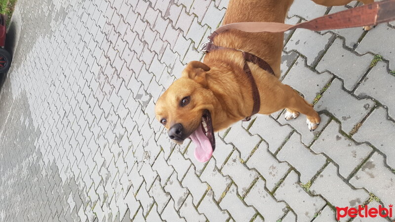 Türk Tazısı, Köpek  Pars fotoğrafı