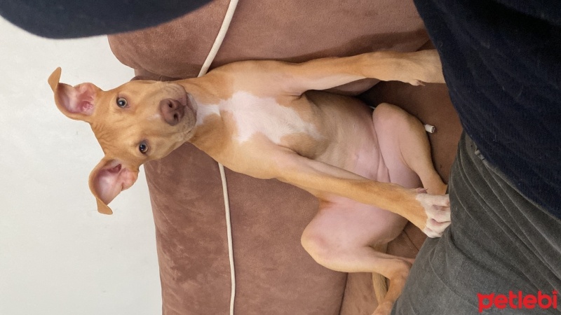 Amerikan Pitbull Terrier, Köpek  Rita fotoğrafı