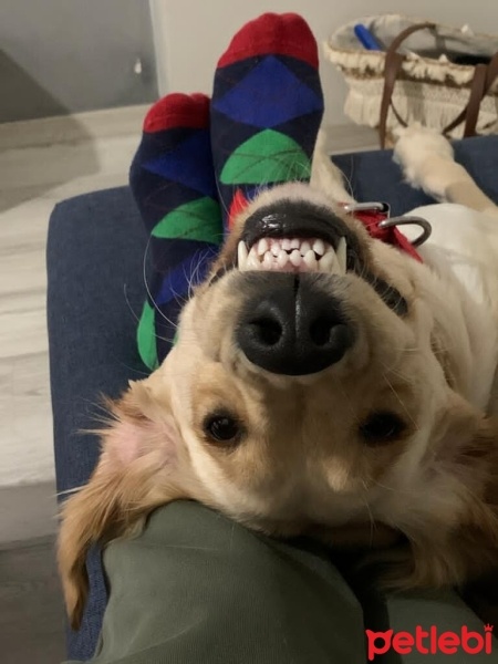 Golden Retriever, Köpek  Şans fotoğrafı